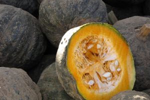 Jerimum 'gigante' Agricultora colhe fruto de 35 quilos em Limoeiro