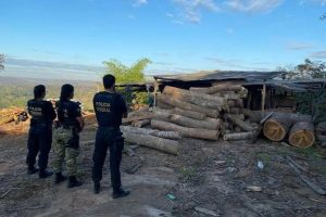 Polícia prende duas pessoas com madeira ilegal em terras indígenas
