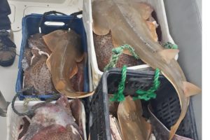pf-e-icmbio-apreendem-200-kg-de-pescados-proibidos-em-arraial-do-cabo