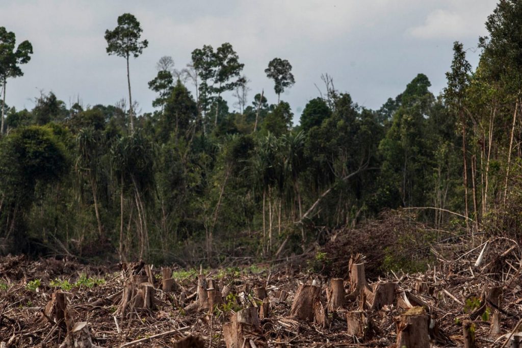 Serviço Florestal abre consulta para concessão de floresta no Amazonas