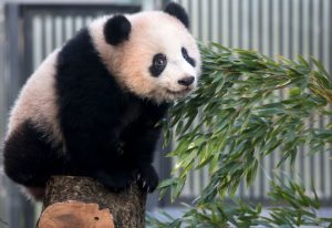 China oferece dois pandas gigantes ao Catar antes da Copa do Mundo