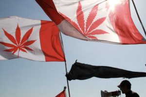 canada-revisara-legalizacao-da-cannabis