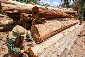 cresce-11-vezes-extracao-ilegal-de-madeira-em-terras-indigenas-do-para