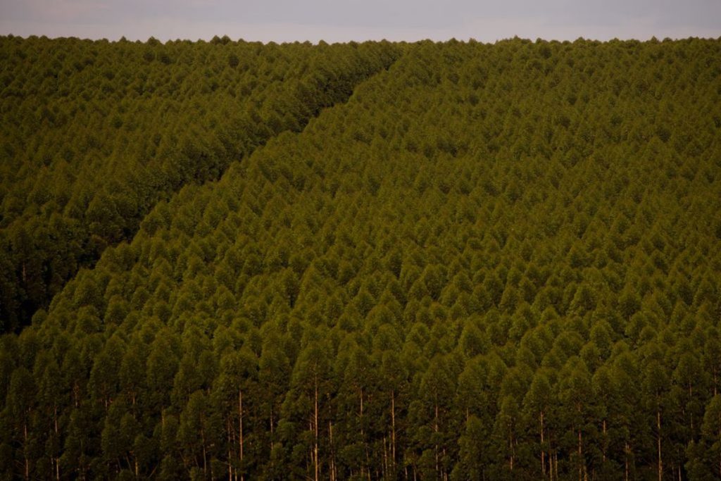 florestas-plantadas-no-brasil-ocuparam-95-milhoes-de-hectares-em-2021