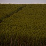 florestas-plantadas-no-brasil-ocuparam-95-milhoes-de-hectares-em-2021