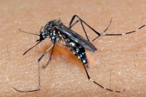 Dados divulgados nesta sexta-feira (8) pelo Ministério da Saúde indicam que os casos prováveis de dengue no Brasil aumentaram 17,5% em 2023 em relação ao ano passado.