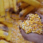China deve trocar milho dos EUA pelo do Brasil