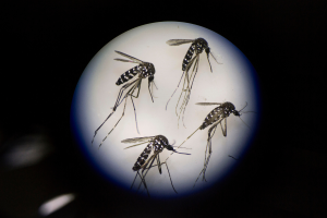 Governo lança campanha nacional de combate ao mosquito da dengue