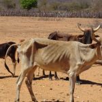 Rebanho de gado nelore é encontrado abandonado em Goiás