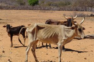 Rebanho de gado nelore é encontrado abandonado em Goiás