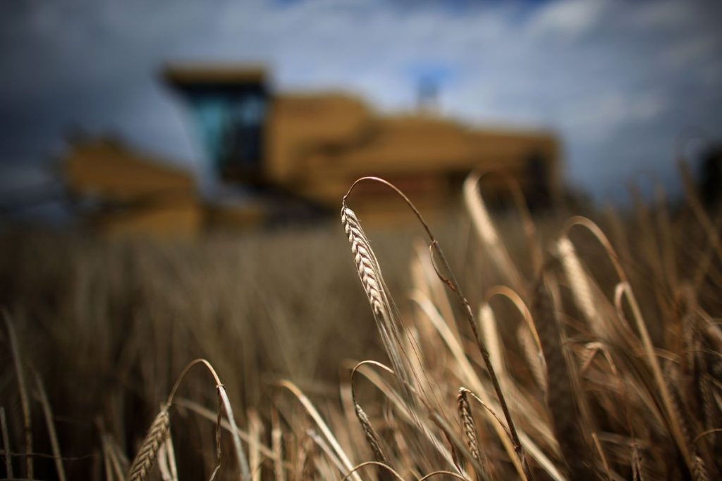Saiba como as chuvas afetam a cultura do trigo e a safra de grãos