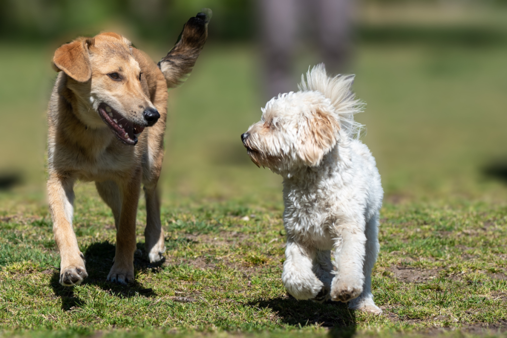 Senacon determina recolhimento de petiscos caninos Balance Bifinhos