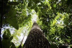 brasil-indonesia-e-congo-unem-se-para-preservar-florestas-tropicais