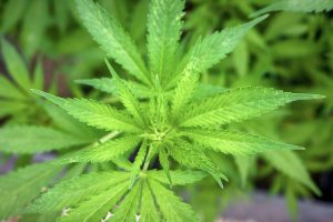 anvisa-autoriza-fabricacao-de-medicamento-a-base-de-cannabis