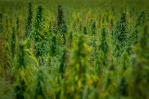 Anvisa autoriza primeira importação de cannabis produzida no Uruguai