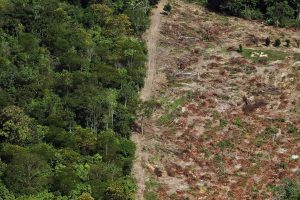 Brasil, Congo e Indonésia anunciam acordo de cooperação ambiental