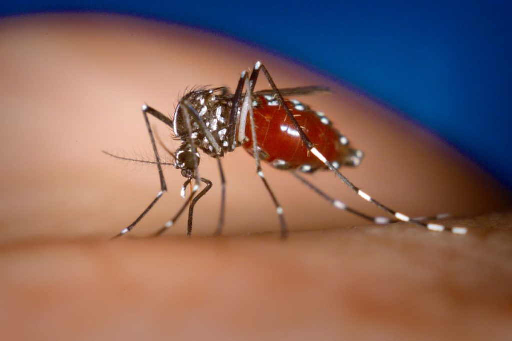 Casos de dengue aumentam em município de São Paulo