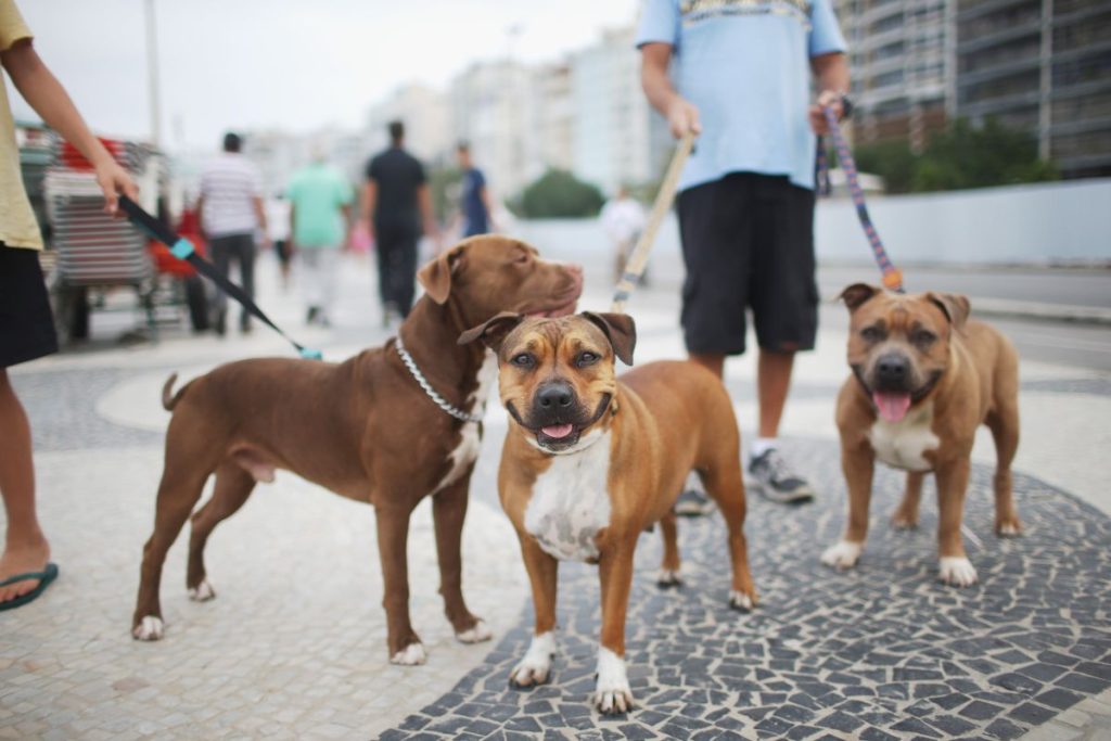 Rio irá multar pet shops e clínicas que não relatarem maus-tratos