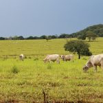 precos-agropecuarios-rompem-trajetoria-iniciada-em-2020-e-desaceleraram