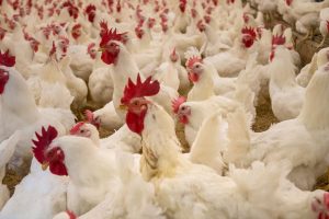 Exportações de carne de frango batem recorde em 2022
