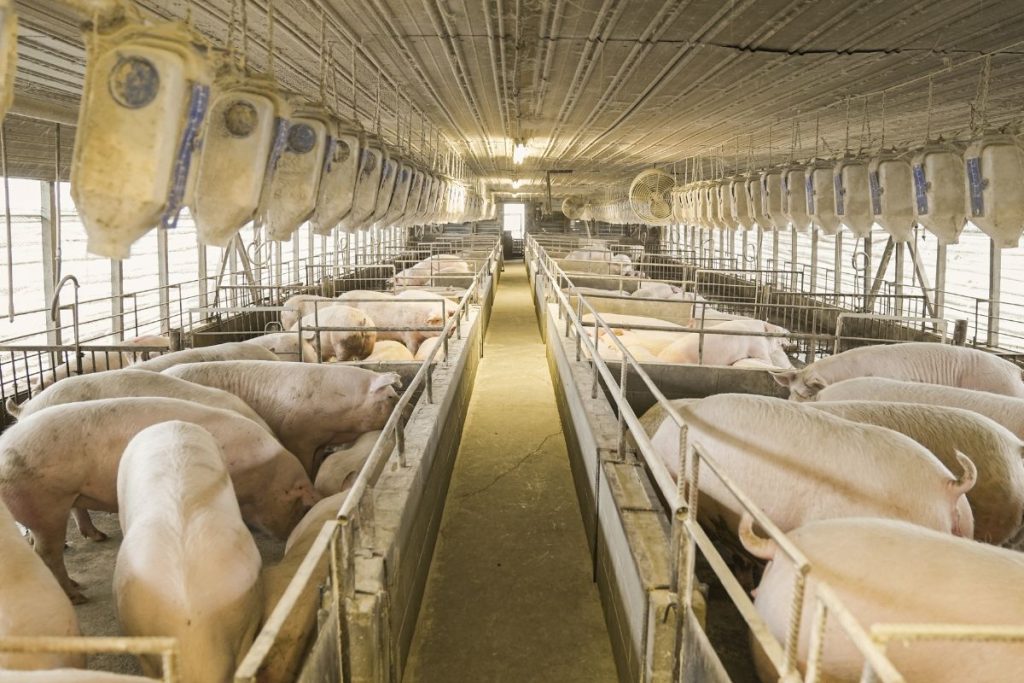 SC tem recorde de exportações de carne em 2022 com faturamento de US$ 3,8 bilhões
