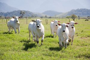 Ministério da Agricultura receberá contribuições sobre rastreabilidade de bovinos