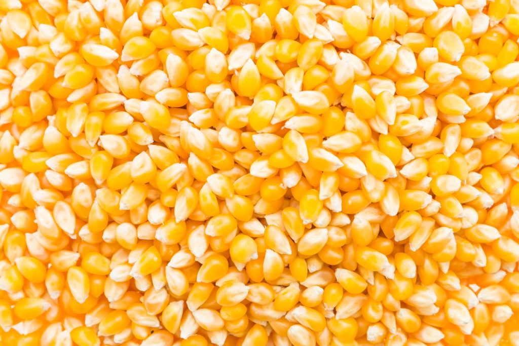 Irã retoma posto de maior importador de milho do Brasil