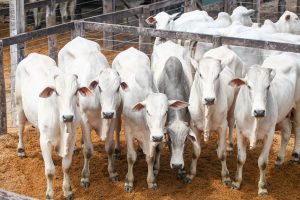Rebanho bovino: MT lidera em número de cabeças e MG na produção de leite