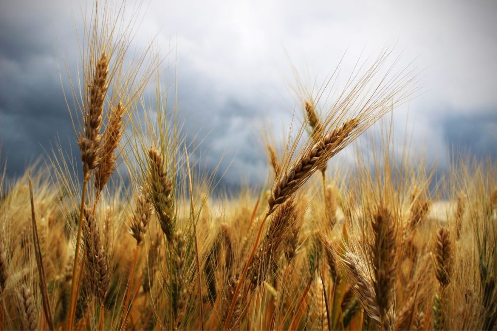 MS pode contribuir para a autossuficiência na produção de trigo