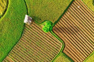 Produção Agropecuária alcança R$ 1,189 trilhão em 2022; MT lidera entre os estados