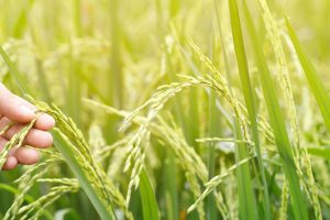 Abertura da colheita do arroz em SC indica ano de bons negócios para os produtores