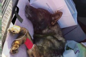 Cão farejador morre após ser atingido por escombro na Turquia