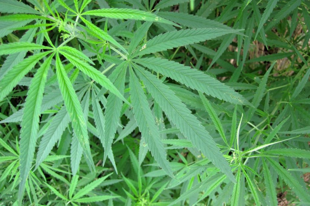 Cannabis: São Paulo terá medicamento à base da planta no SUS