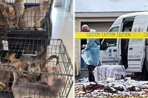 Casal morre e deixa 150 gatos abandonados em Nova York