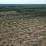 Desmatamentos-em-fazendas-no-Pantanal