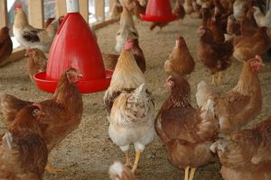 Exportações de frango crescem 20,6% em janeiro