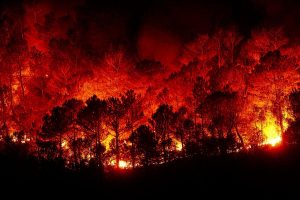 Chile enfrenta incêndios florestais em várias regiões do país; 13 pessoas já morreram