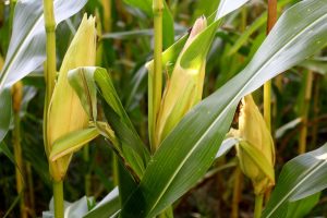 Alta demanda deve garantir preços rentáveis aos produtores de milho em 2023