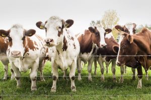 Governo monitora caso suspeito do mal da 'vaca louca'