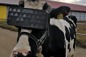 O metaverso já está presente no campo: óculos virtuais para vacas leiteiras
