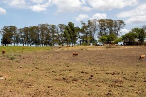 Cidades gaúchas vão receber mais R$ 701 mil para combater seca