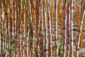 Safra de cana-de-açúcar em Minas Gerais tem estimativa de recorde para 2023/2024