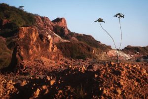 Derrubada da floresta chegou a 325 km², semelhante à area de Belo Horizonte