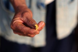 Garimpeiro encontra pepita de ouro gigante