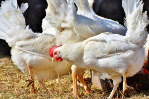 Gripe aviária: Argentina suspende exportações de frangos