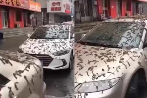 Misteriosa “chuva de vermes” cai na China: saiba o que realmente aconteceu