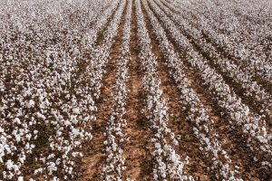 Safra de algodão pode superar 3 milhões de toneladas