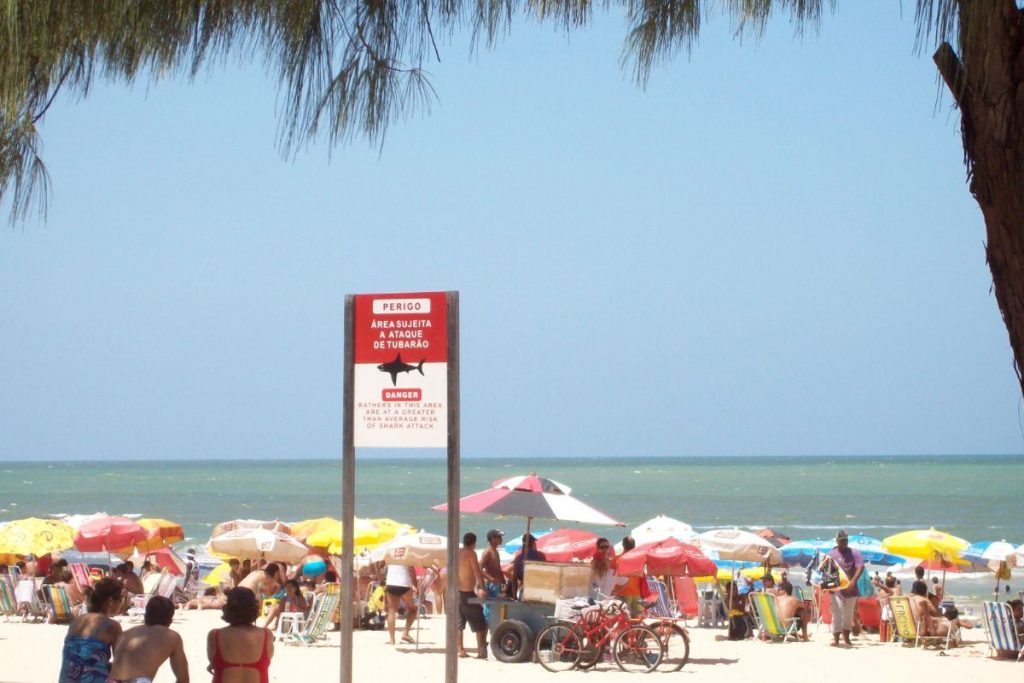 Saiba mais sobre os três ataques de tubarão que aconteceram em 15 dias em Pernambuco