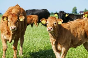 Brasil vai solicitar à China revisão de protocolo sanitário em caso de “vaca louca”