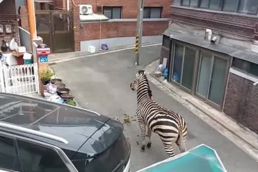 Zebra foge de zoológico e vai parar em área residencial; veja o vídeo